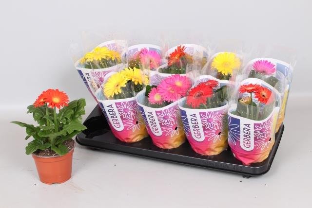 Kambarinis augalas, gerbera, vazonėlio skersmuo 12 cm.