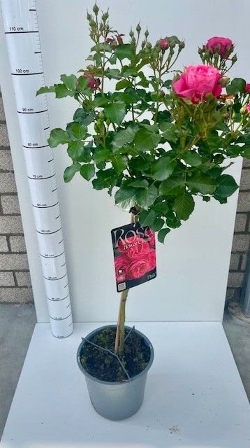 Daugiametė gėlė, rožė, ant stiebo, įvairios, vazonėlio skersmuo 26 cm.