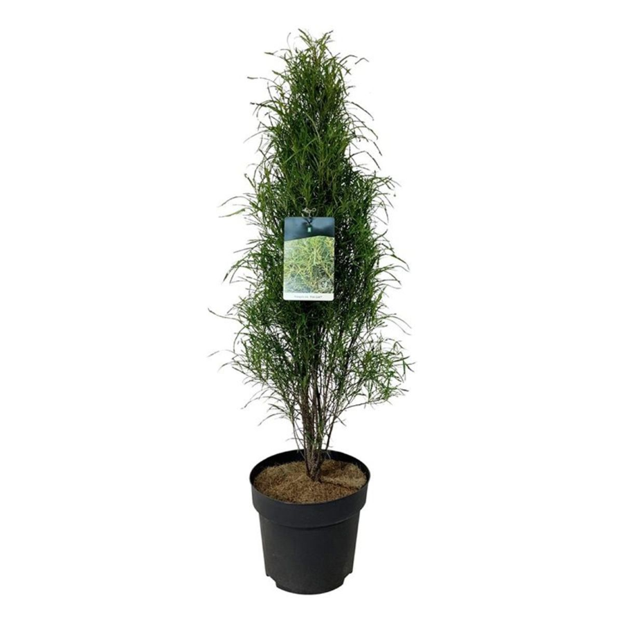 Dekoratyvinis krūmas, šaltekšnis paprastasis "Fine Line", aukštis 60-80 cm., vazonas 5 l.