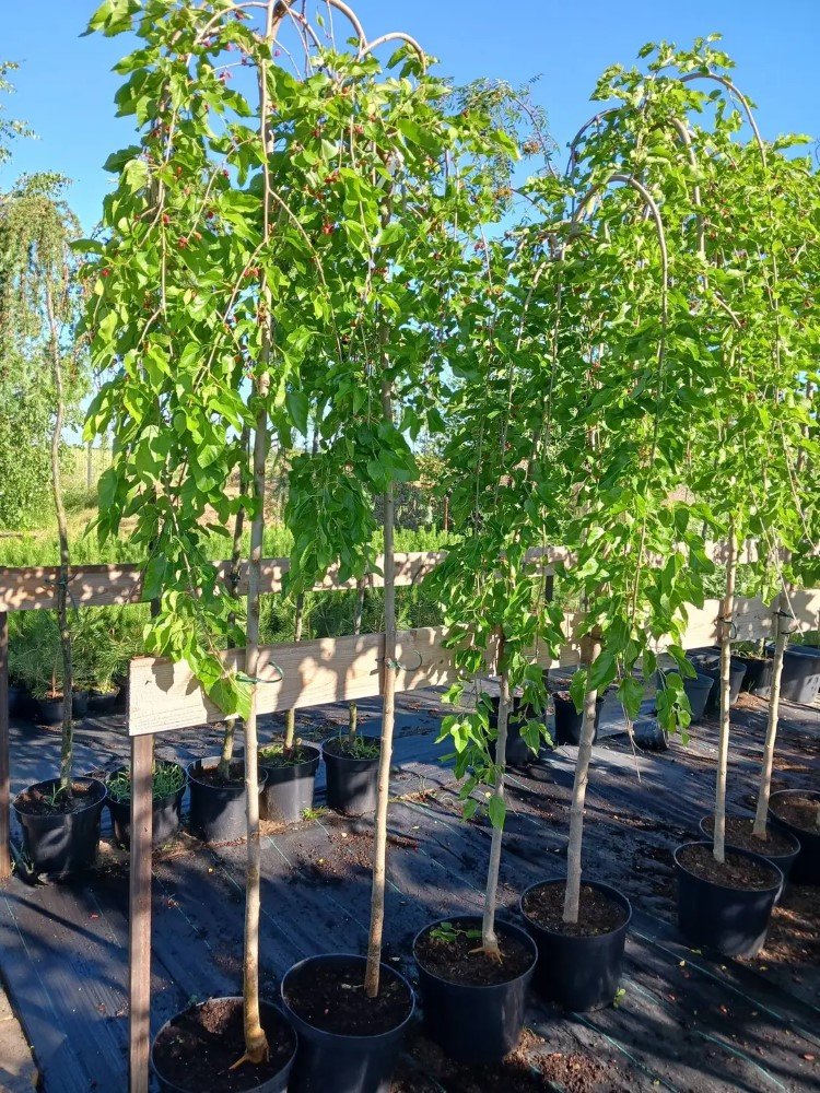 Dekoratyvinis medis, šilkmedis (svyrantis), vazonas 5 l.