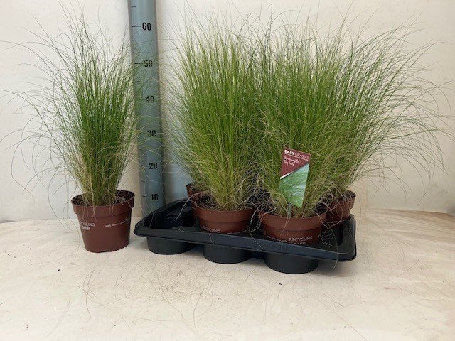 Žolinis augalas, stipa "Tenuifolia",  vazonėlio skersmuo 17 cm.