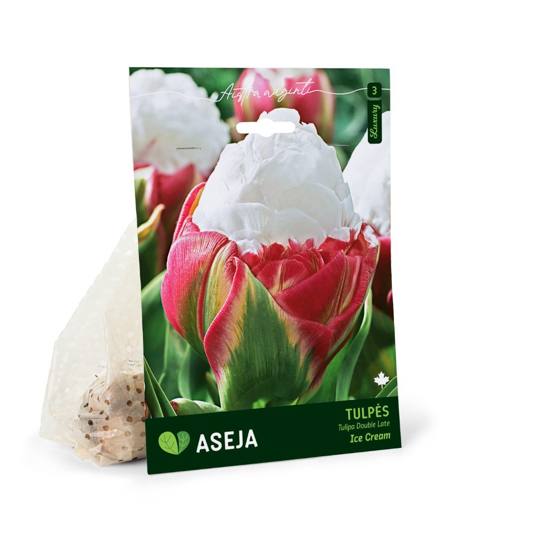 Pilnavidurių vėlyvųjų tulpių Ice Cream svogūnėliai ASEJA, 3 vnt., 11/+, 32914911, (R)