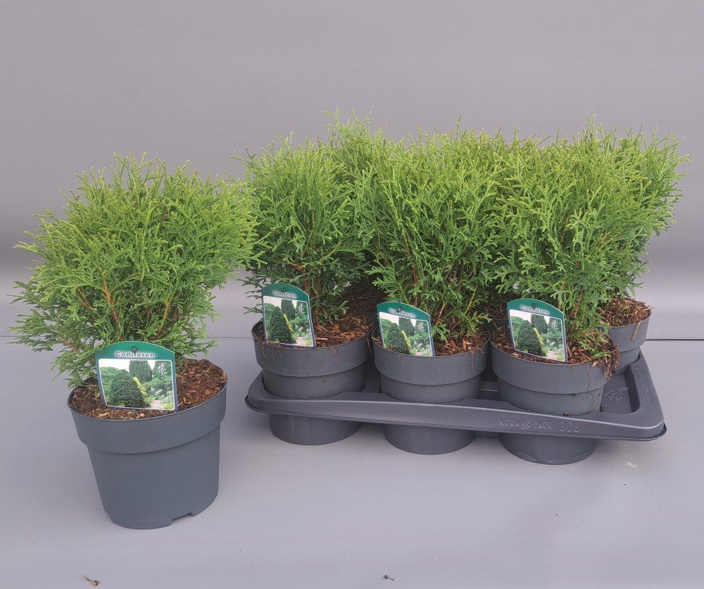 Spygliuotis, tuja vakarinė "Tiny Tim", vazonėlio skersmuo 17 cm.