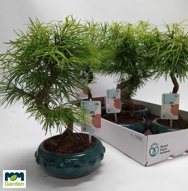 Kambarinis augalas, fikusas (bonsai), keraminiame vazonėlyje, vazonėlio skersmuo 20 cm.