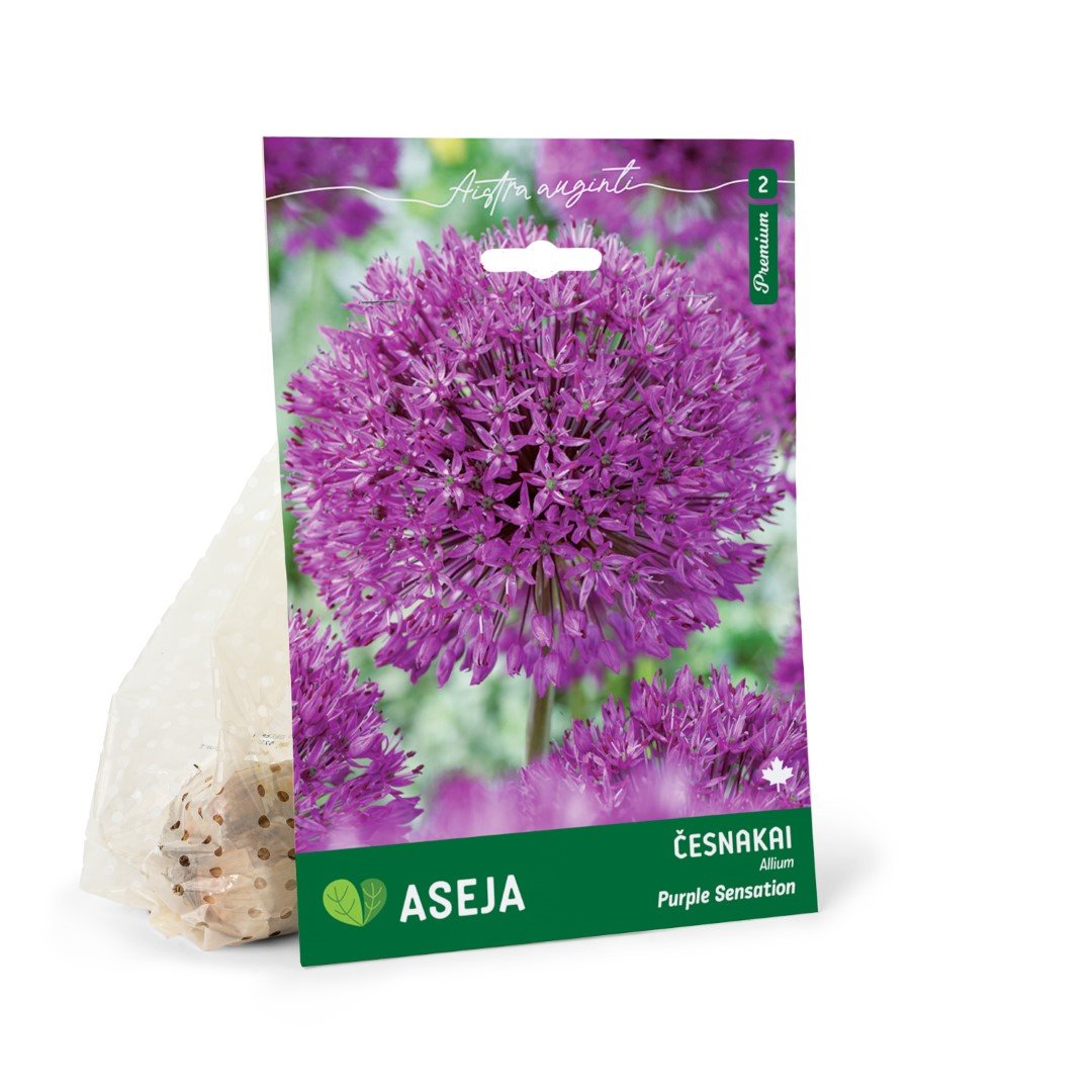 Dekoratyvinių česnakų Purple Sensation svogūnėliai ASEJA, 5 vnt., 10/12, 32913310, (R)