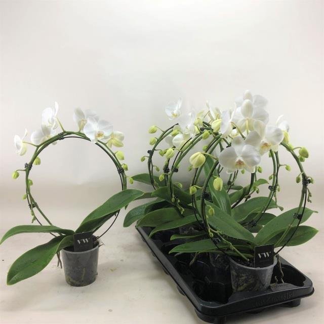 Kambarinis augalas, orchidėja (Phalaenopsis) "Ratas", vazonėlio skersmuo 12 cm.