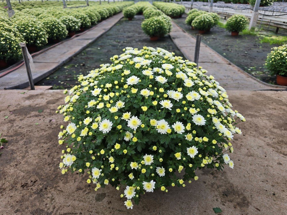 Vienmetė gėlė, chrizantema, dubenėlio skersmuo 21 cm.