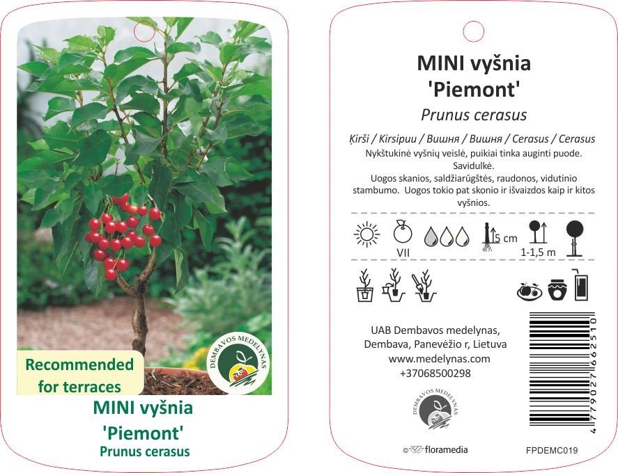Vaismedis, mini vyšnia „Piemont“, vazonas 20 l.