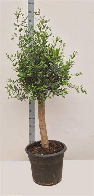 Dekoratyvinis krūmas, alyvmedis europinis, ant stiebo, vazonėlio skersmuo 46 cm.
