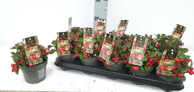 Šliaužiantis augalas, bruknuolė "Big Berry", vazonėlio skersmuo 12 cm.