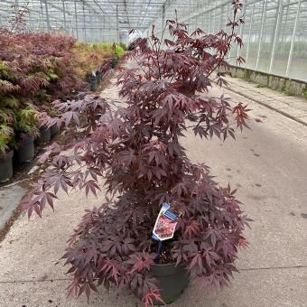 Dekoratyvinis medis, plaštakinis klevas "Atropurpureum", vazonėlio skersmuo 29 cm.