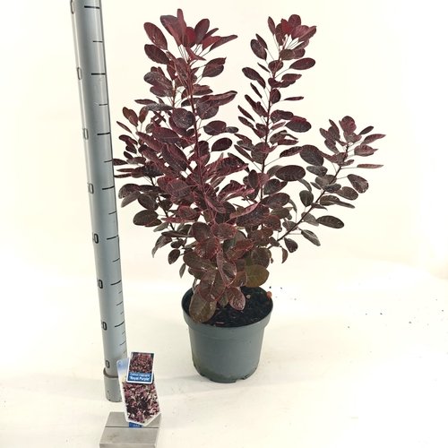 Dekoratyvinis krūmas, pūkenis europinis, vazonėlio skersmuo 23 cm.