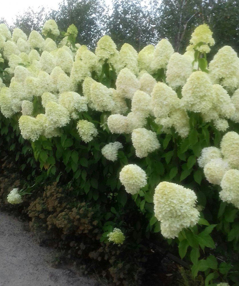 Dekoratyvinis krūmas, hortenzija šluotelinė "Limelight", vazonas 3 l.