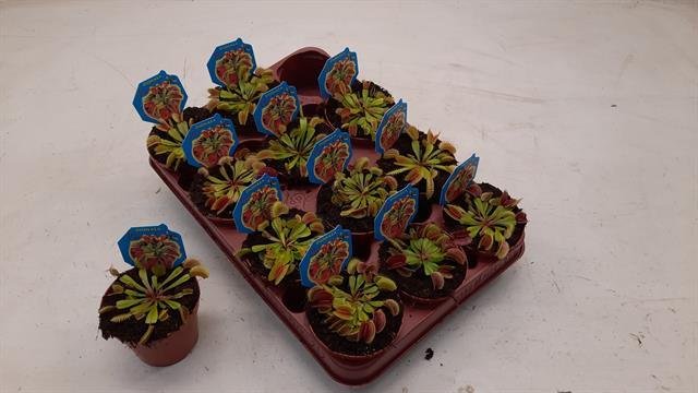 Kambarinis augalas, musėkautas, vazonėlio skersmuo 9 cm.