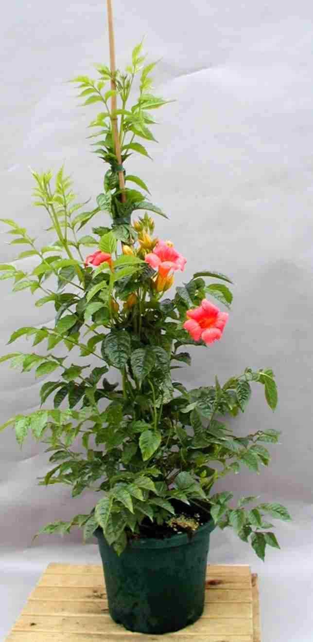 Vijoklinis augalas, ląstūnė stambiažiedė Madame Galen, įvairios veislės, vazonas 2 l