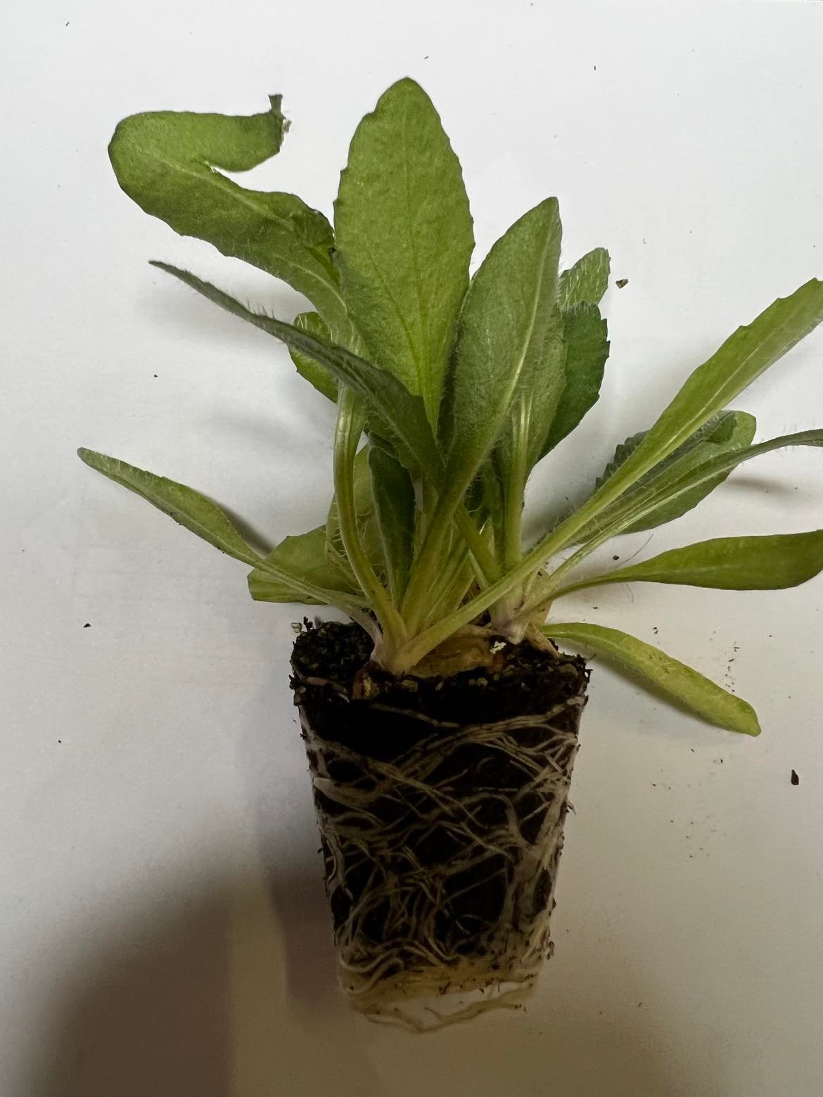 Daugiametės gėlės daigelis, akuotuotoji gailiardija "Mesa Red"