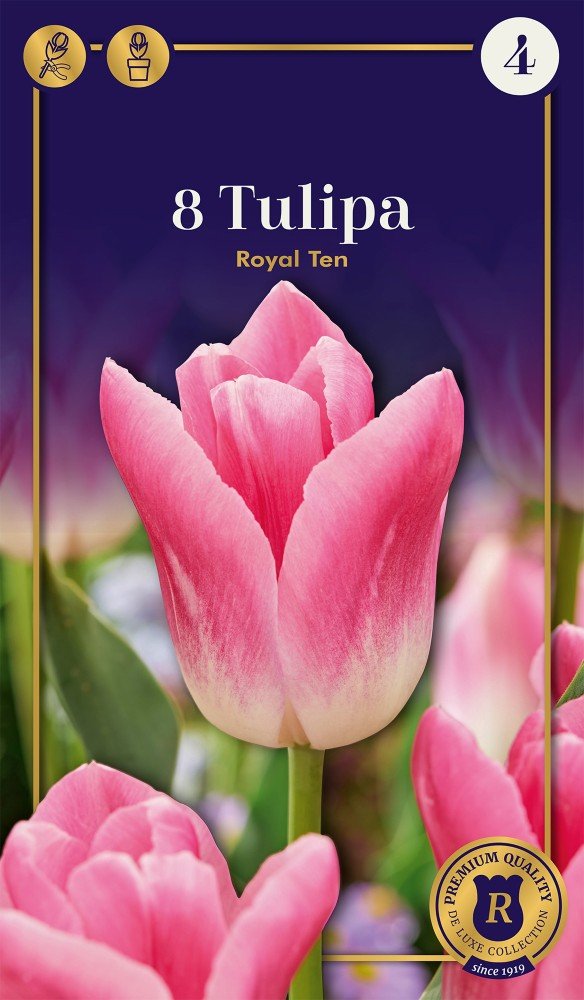 Triumfo tulpių Royal Ten svogūnėliai, 8 vnt., 12/+, Supreme, 618502, (R)