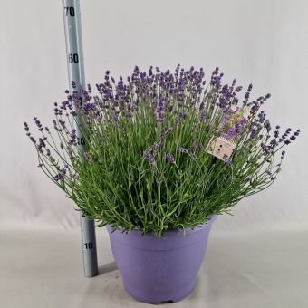 Daugiametė gėlė, levanda tikroji "Essence Purple", vazonėlio skersmuo 32 cm.