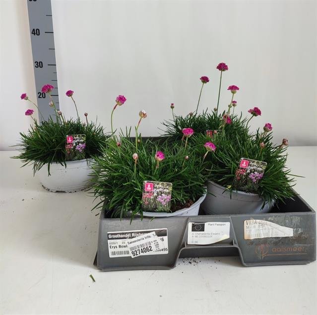 Alpinariumo augalas, armerija "Maritima", vazono skersmuo 21 cm.