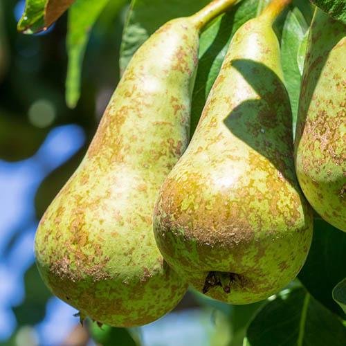 Vaismedis, kriaušė “Žiuli Gijo” (Pyrus communis)