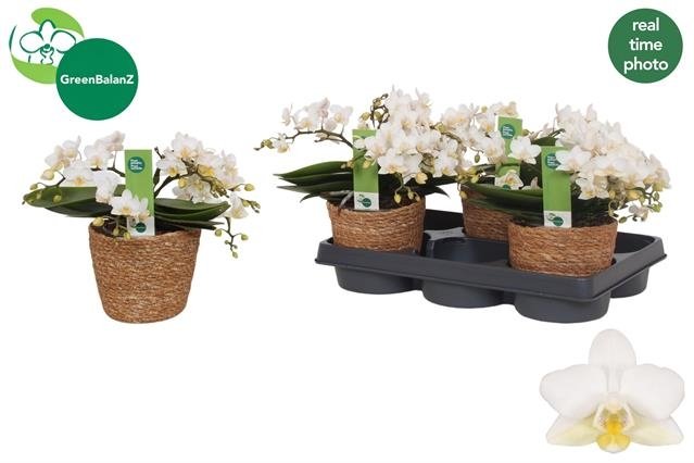 Kambarinis augalas, orchidėja "Nazare", vazonėlio skersmuo 12 cm.