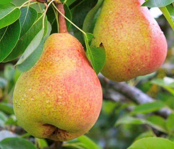 Vaismedis, kriaušė koloninė "Decora" (Pyrus communis)