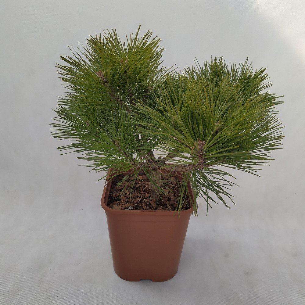 Spygliuotis, pušis "Low Glow", vazonas 5 l.