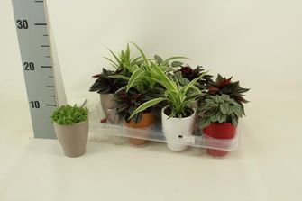 Kambarinis augalas, lapiniai augalai, įvairūs, vazonėlio skersmuo 7 cm.