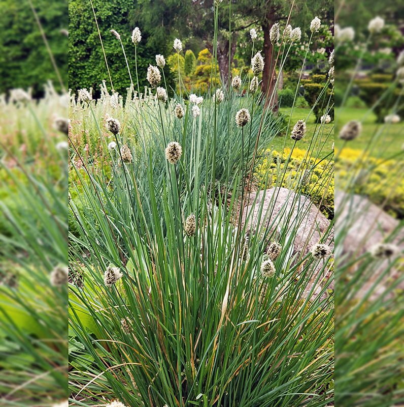 Žolinis augalas, mėlitas, vazonas 2 l.