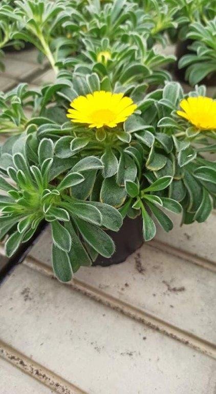 Vienmetė gėlė, pajūrio žvaigždė, vazonėlio skersmuo 10 cm.