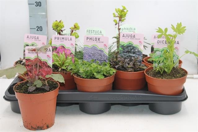 Daugiametės gėlės, įvairių rušių, vazonėlio skersmuo 13 cm.