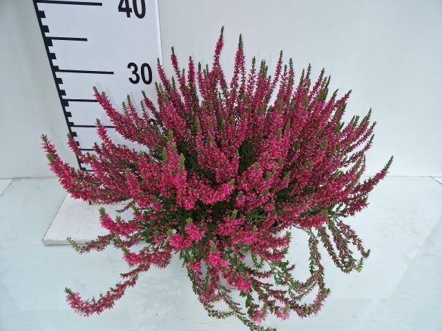 Vienmetė gėlė, viržis "Martina", vazonėlio skersmuo 19 cm.