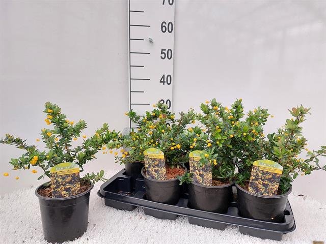 Dekoratyvinis krūmas, raugerškis "Shaka Zulu", vazonėlio skersmuo 14 cm.