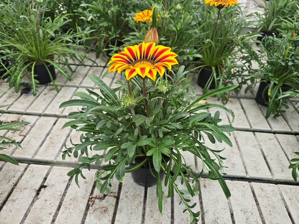 Vienmetė gėlė, gazanija
