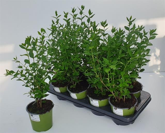 Dekoratyvinis krūmas, ligustras paprastasis, vazonėlio skersmuo 13 cm.