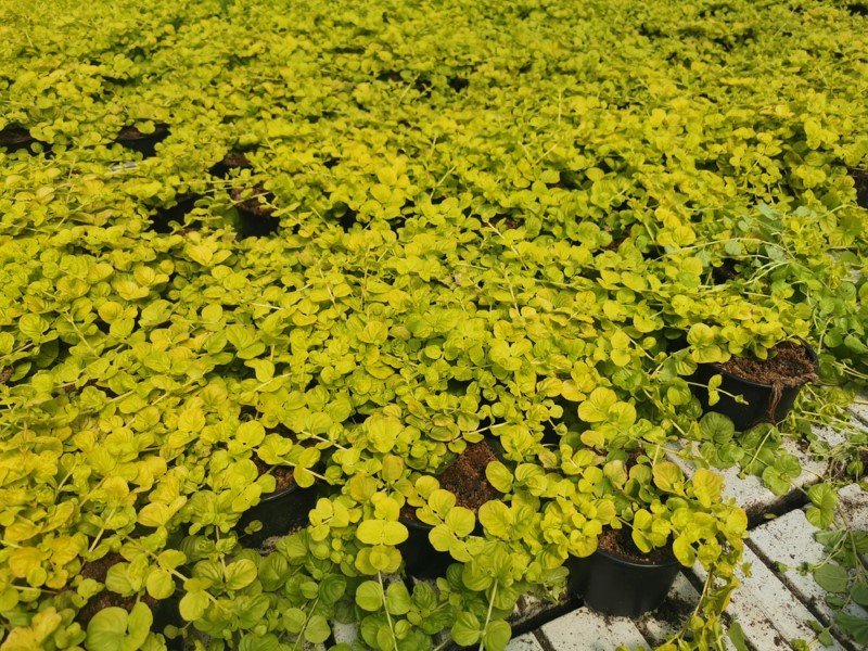 Daugiametė gėlė, šilingė, vazonėlio skersmuo 10 cm.