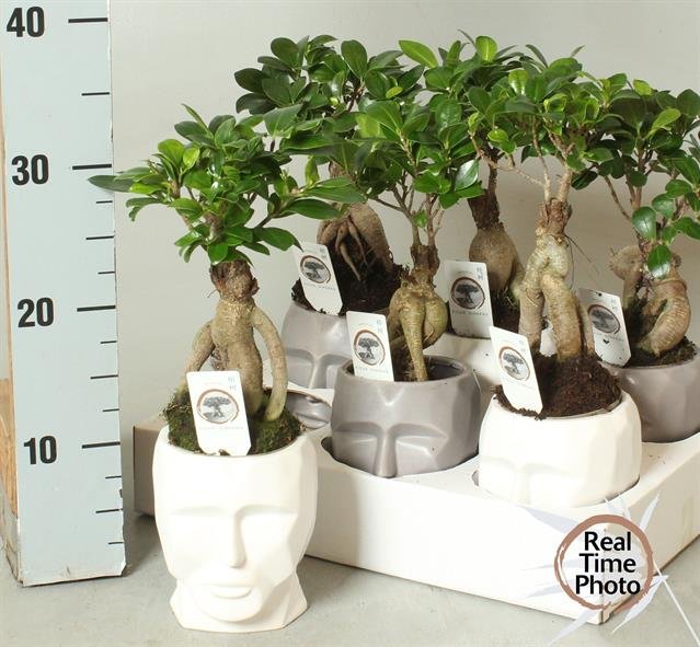 Kambarinis augalas, fikusas bonsai, keraminiame vazone, vazonėlio skersmuo 11 cm.