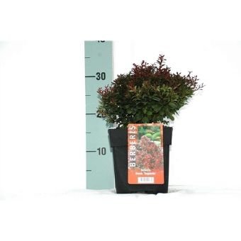 Dekoratyvinis krūmas, raugeriškis "Bagatelle", vazono skersmuo 17 cm.