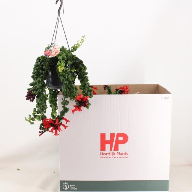 Kambarinis augalas, eschinantas (svyrantis), vazonėlio skersmuo 15 cm.