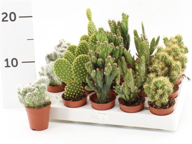 Kambarinis augalas, kaktusas, įvairūs, vazonėlio skersmuo 5 cm.