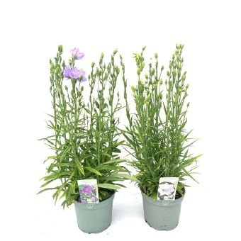 Daugiametė gėlė, katilėlis "Takion Blue", vazono skersmuo 17 cm.