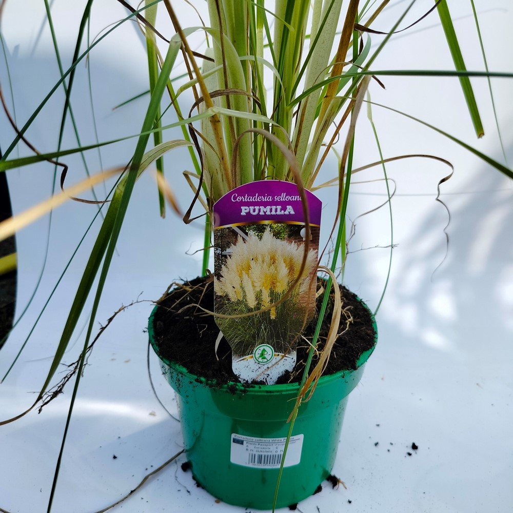 Žolinis augalas, kortaderija "White Plume", vazono talpa 2 l.