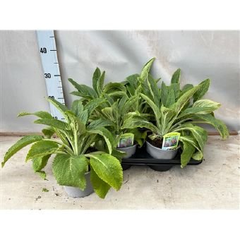 Daugiametė gėlė, rusmenė, vazono skersmuo 15 cm.