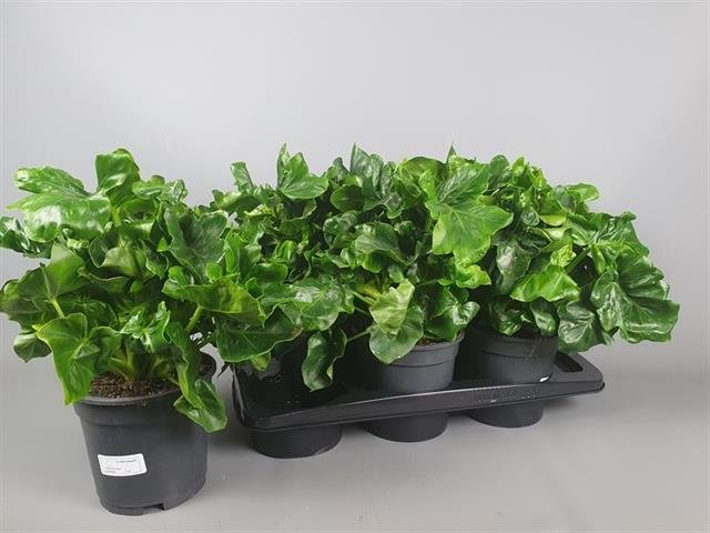 Kambarinis augalas, filodendras "Atom", vazonėlio skersmuo 17 cm.