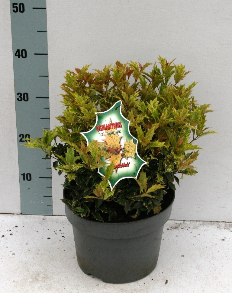 Dekoratyvinis krūmas, kvepenė "Goshiki", vazonėlio skersmuo 23 cm.