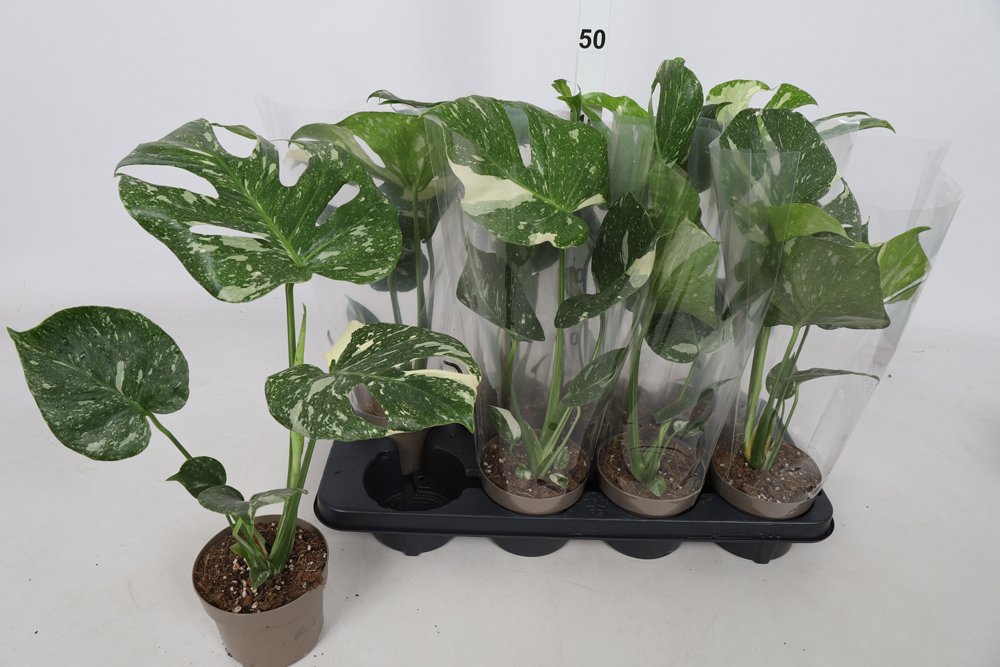 Kambarinis augalas, monstera "Del Thai Co", vazonėlio skersmuo 12 cm.