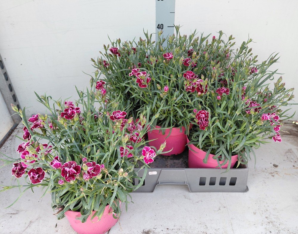 Daugiametė gėlė, gvazdikas "Capitan Colon", vazonėlio skersmuo 19 cm.