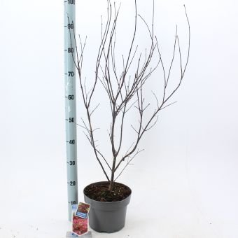 Dekoratyvinis medis, plaštakinis klevas "Atropurpureum", vazonėlio skersmuo 23cm.