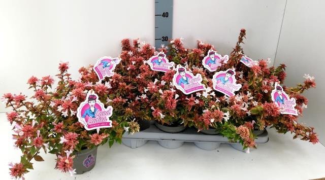 Dekoratyvinis krūmas, vytmenys "Kaleidoscope", vazonėlio skersmuo 13 cm.