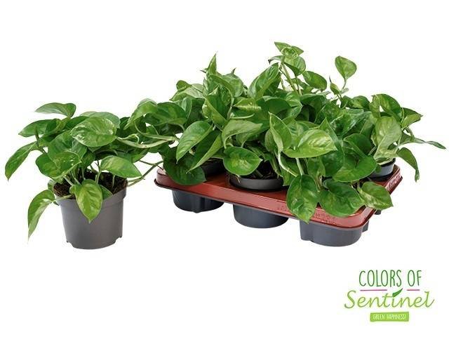 Kambarinis augalas, skindapas "Global Green", vazonėlio skersmuo 12 cm.